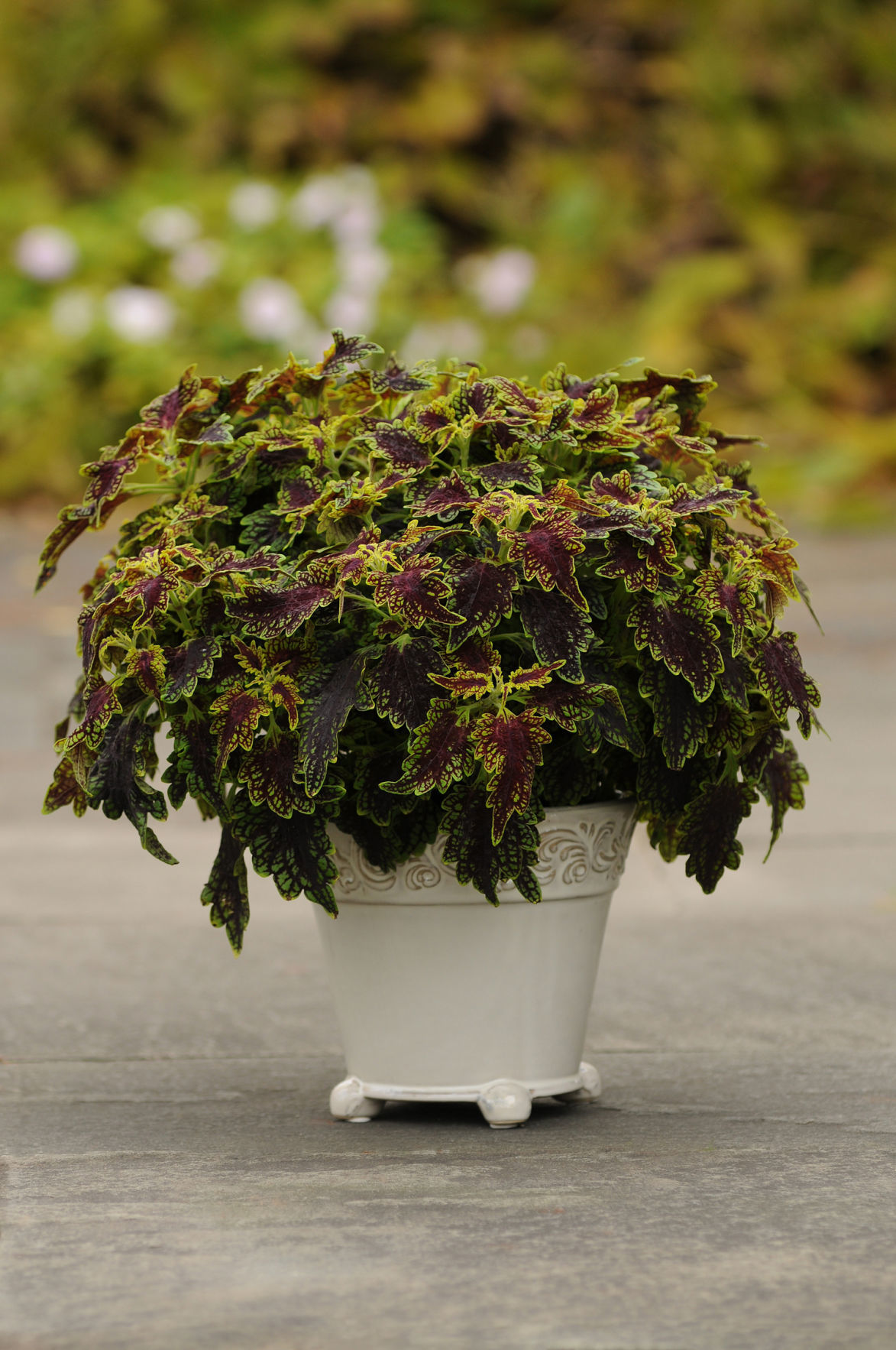 Coleus_Sultana-BallFloraPlant.jpg
